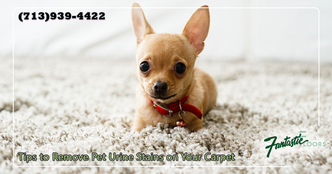 05 Carpet Cleaning in Houston