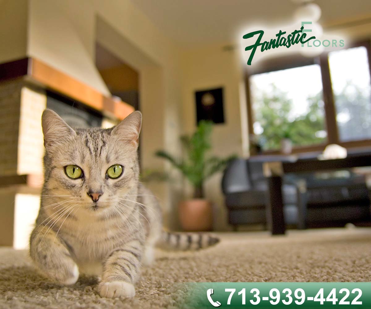 17 Best Carpet Installers in Houston