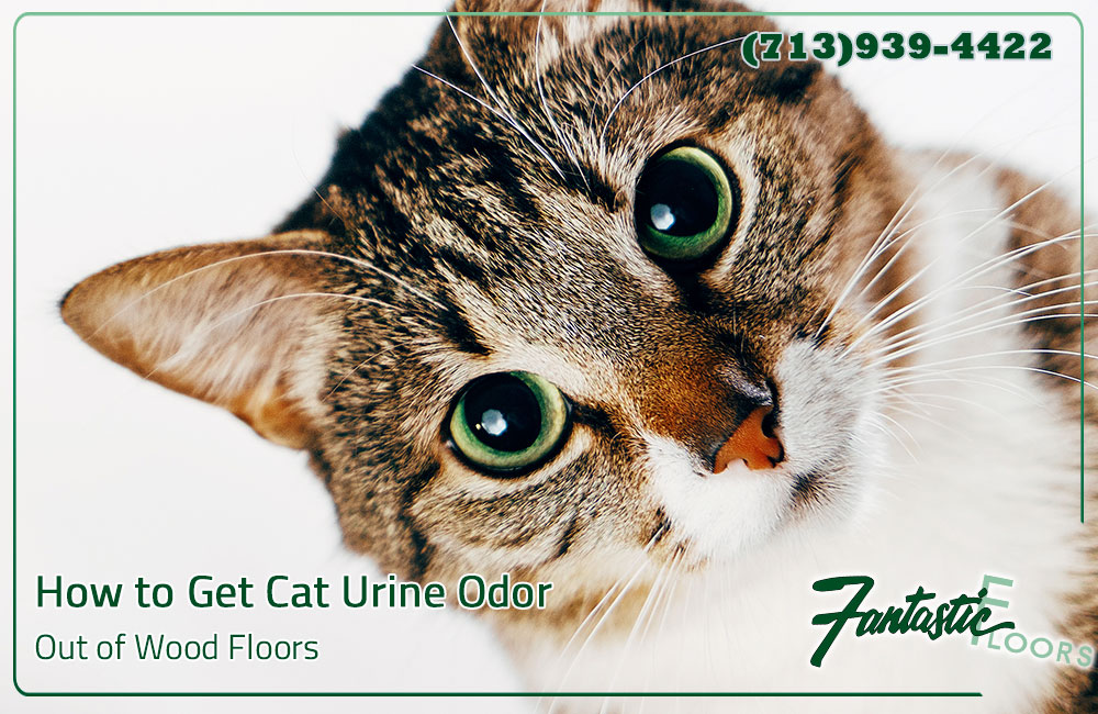Fantastic Floors Inc How To Get Cat Urine Odor Out Of Wood Floors